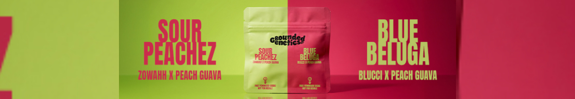 Grounded Genetics Cannabis Seeds UK