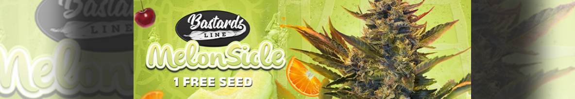 TH Seeds Cannabis Seeds UK