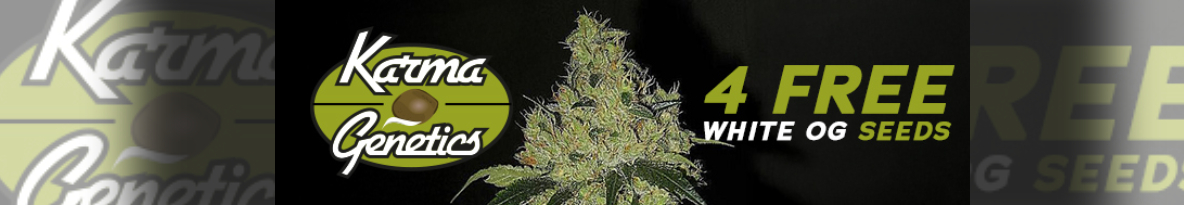 Karma Genetics Seeds Cannabis Seeds UK