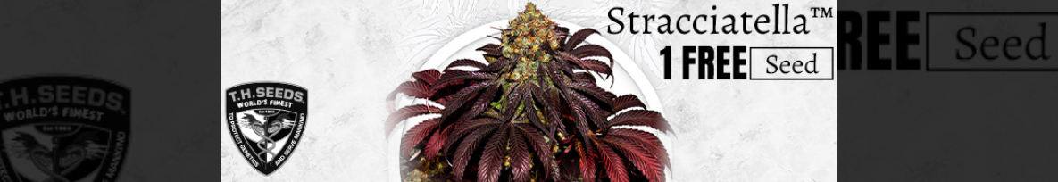 TH Seeds Cannabis Seeds UK