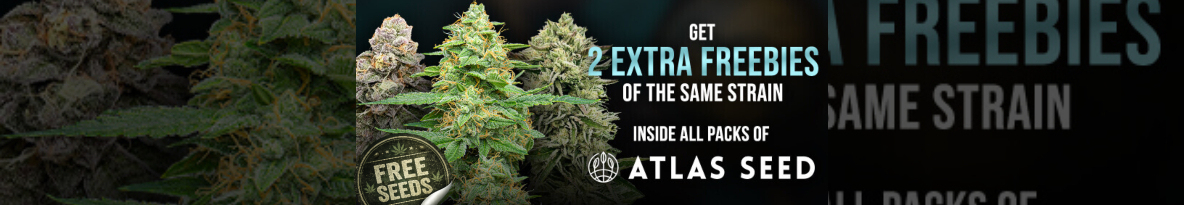 Atlas Seeds Cannabis Seeds UK