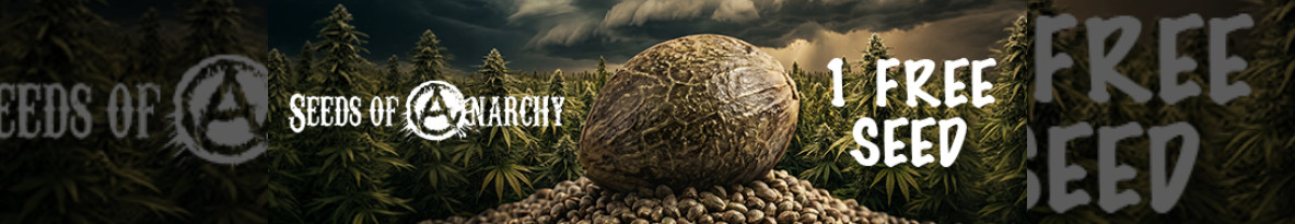 Seeds Of Anarchy Cannabis Seeds UK