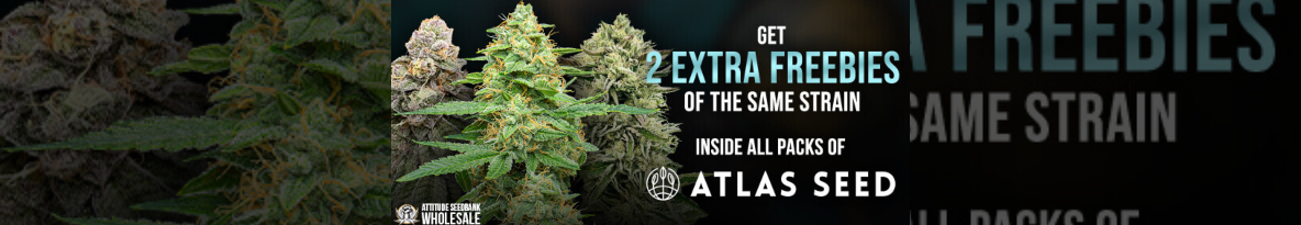 Atlas Seeds Cannabis Seeds UK