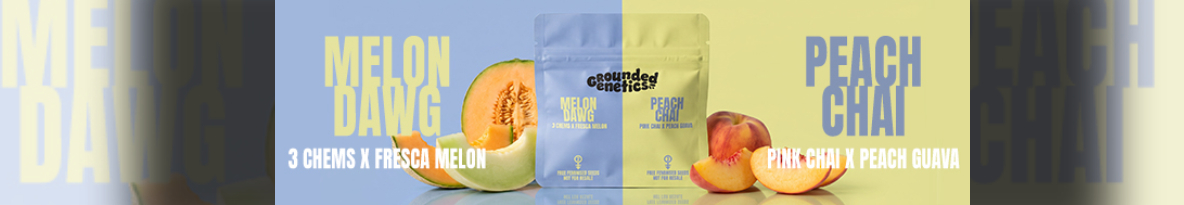 Grounded Genetics Cannabis Seeds UK