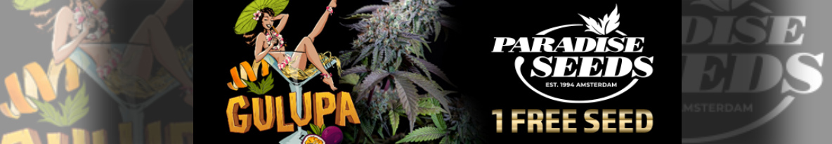 Paradise Seeds Cannabis Seeds UK
