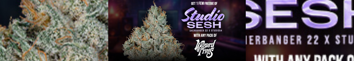 Wizard Trees Genetics Cannabis Seeds UK