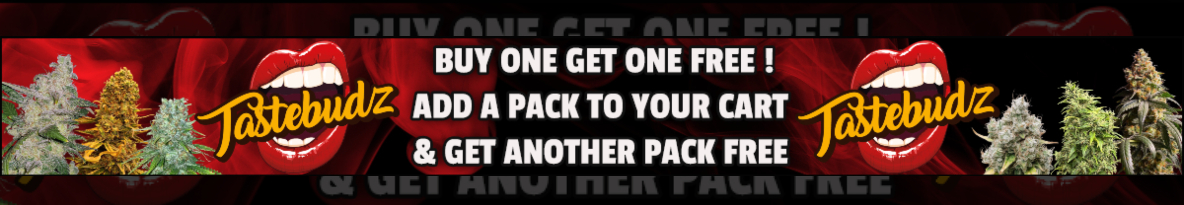 Tastebudz Seeds Cannabis Seeds UK