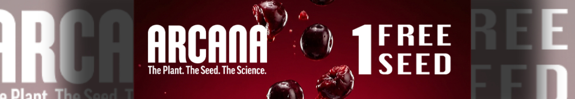 Arcana Collective Cannabis Seeds UK