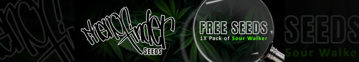 Pheno Finder Seeds Cannabis Seeds UK