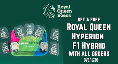 RQS F1 Hybrid