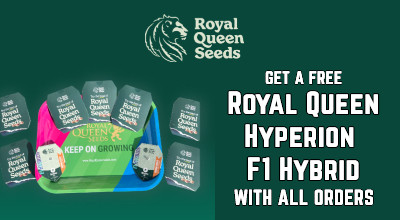 RQS F1 Hybrid