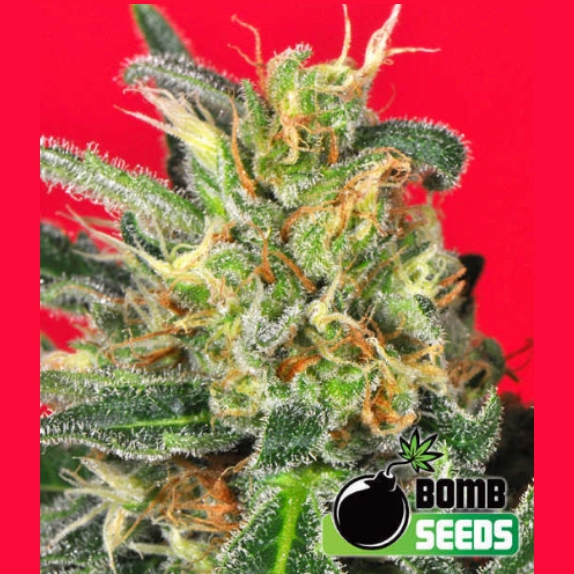 Cluster Bomb Cannabis Seeds