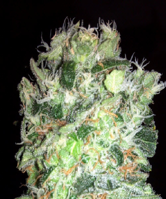 Edam Bomb Cannabis Seeds