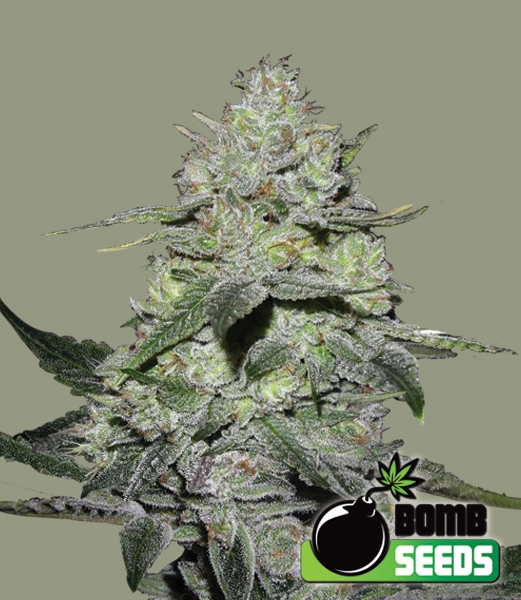 Gorilla Bomb Cannabis Seeds