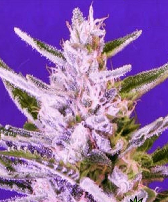 Ice Bomb Cannabis Seeds
