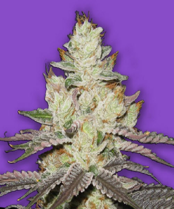 Killer Purps Cannabis Seeds