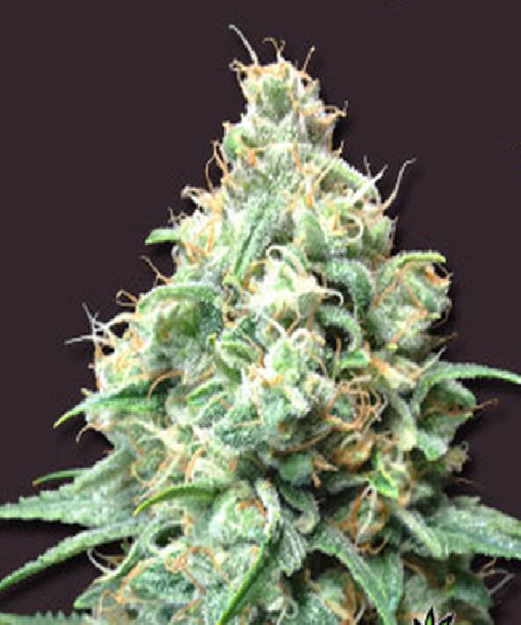 Kush Bomb Cannabis Seeds