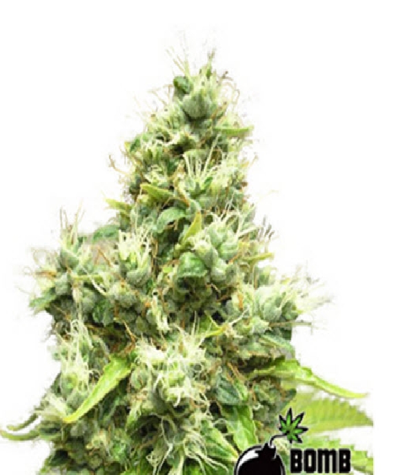 Medi Bomb #1 Cannabis Seeds