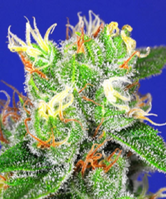 Medi Bomb #2 Cannabis Seeds