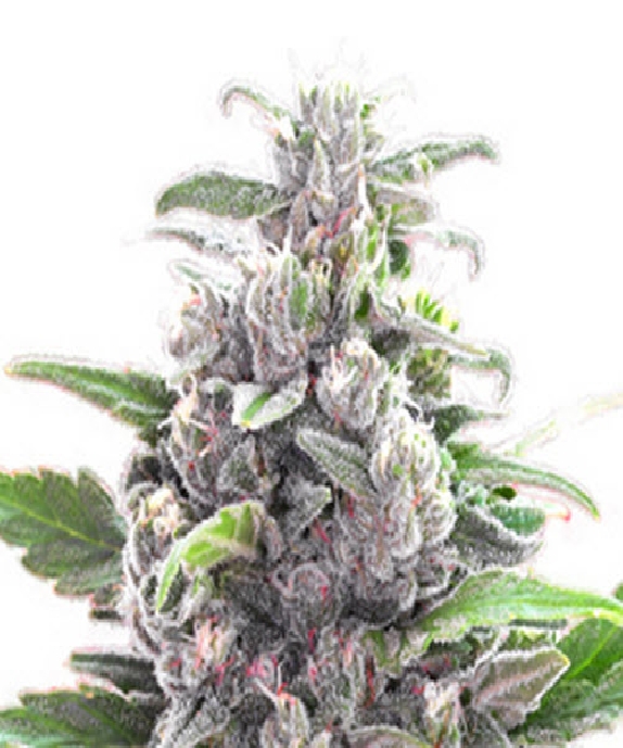 THC Bomb Auto Cannabis Seeds