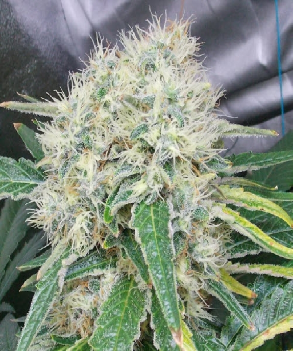 THC Bomb Cannabis Seeds