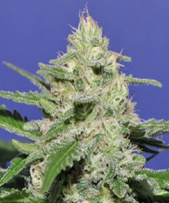 Widow Bomb Cannabis Seeds