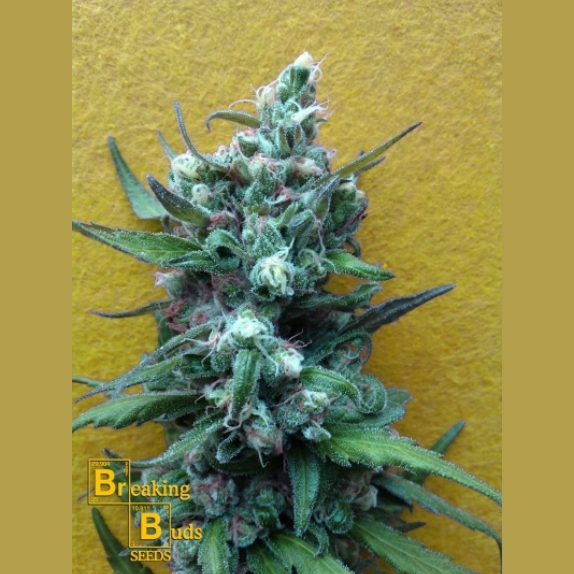 Big Whoop Auto Cannabis Seeds