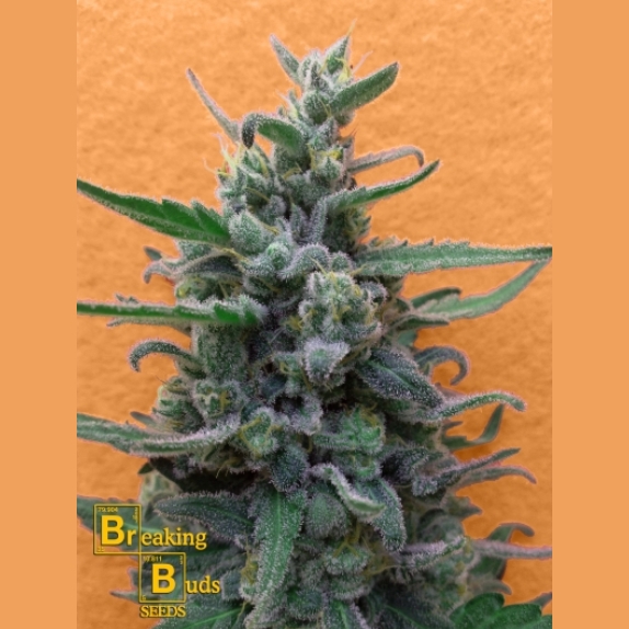 Brownie Auto Cannabis Seeds