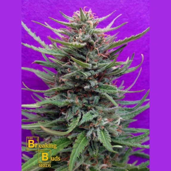 Cream Crystal Meth Cannabis Seeds