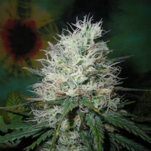 Afghani Dream Cannabis Seeds