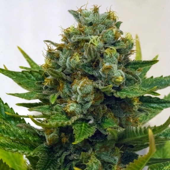 Cinderella XX Cannabis Seeds