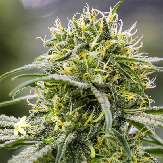 Durban x C99 Cannabis Seeds