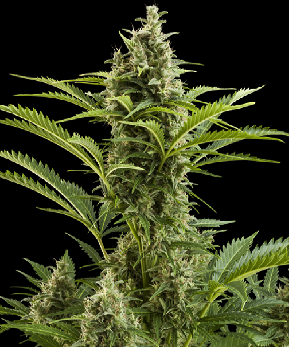 Vesta Cannabis Seeds