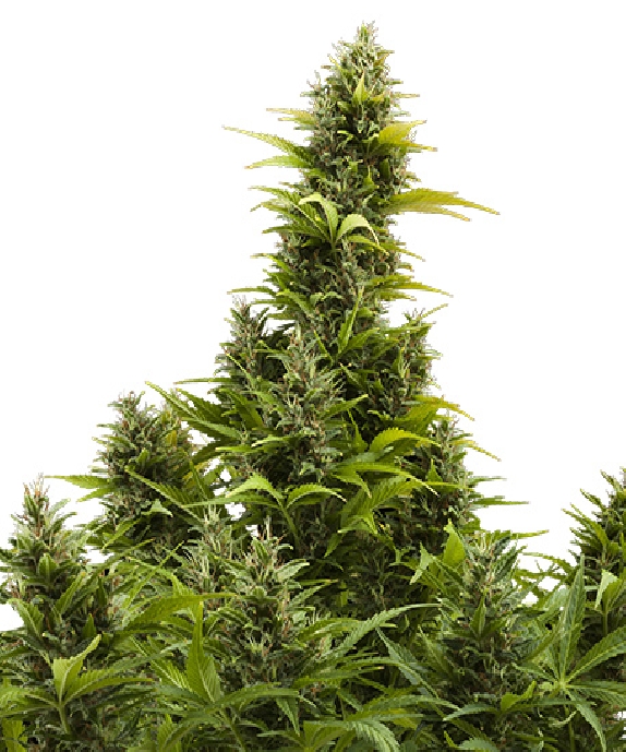 Medikit CBD Auto Cannabis Seeds