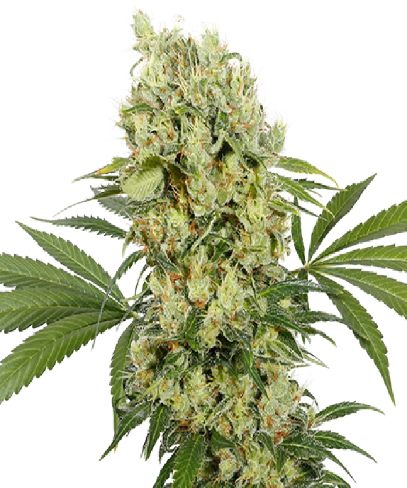 Medikit CBD Cannabis Seeds