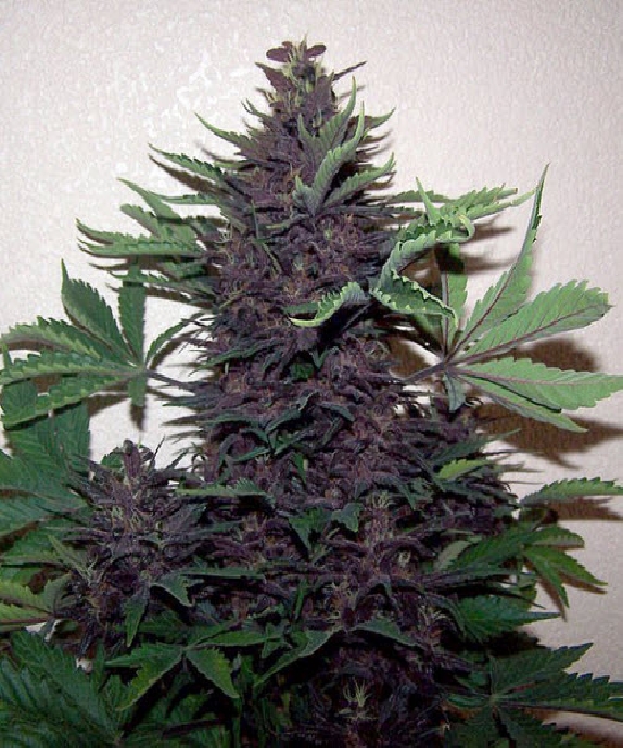 Purple Kush Automatic Cannabis Seeds