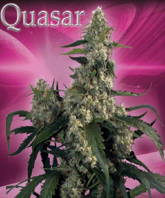 Quasar Cannabis Seeds