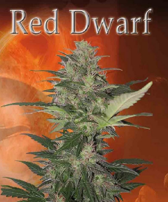 Red Dwarf Cannabis Seeds