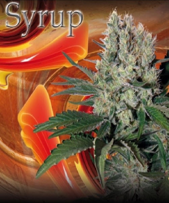 Syrup Cannabis Seeds