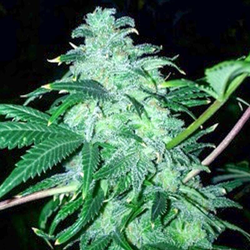 22 Cannabis Seeds