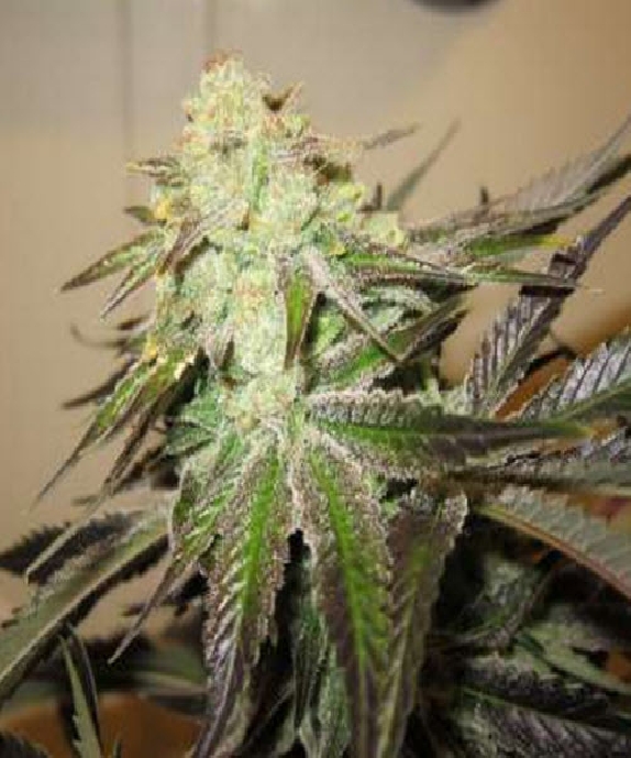 818 Headband A.K.A Sour OG Cannabis Seeds