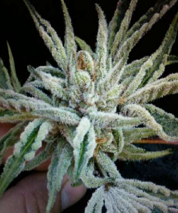Buddha Tahoe OG Kush Cannabis Seeds