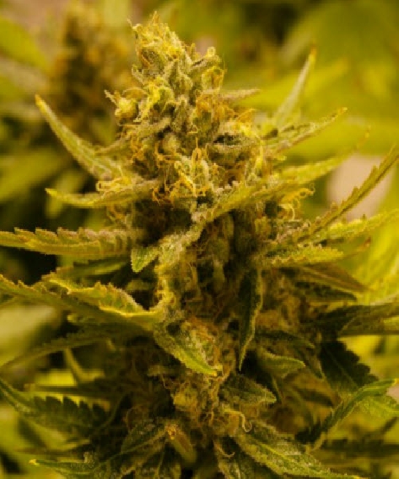 CBD OG Cannabis Seeds