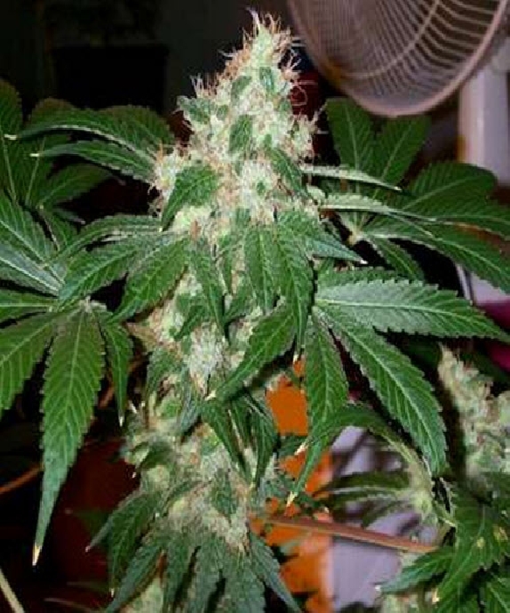 Chem Valley Kush Cannabis Seeds