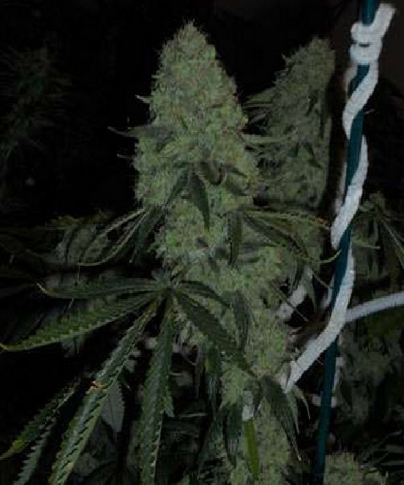 DeadHead OG Cannabis Seeds