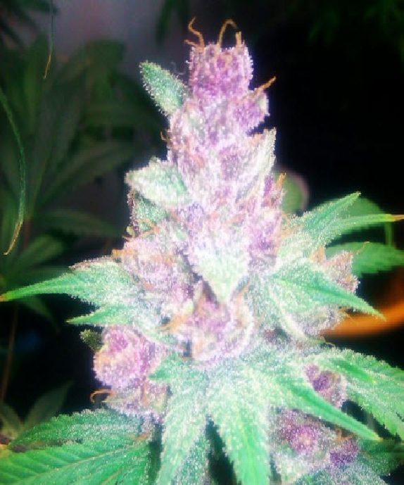 Grape Kush Cannabis Seeds