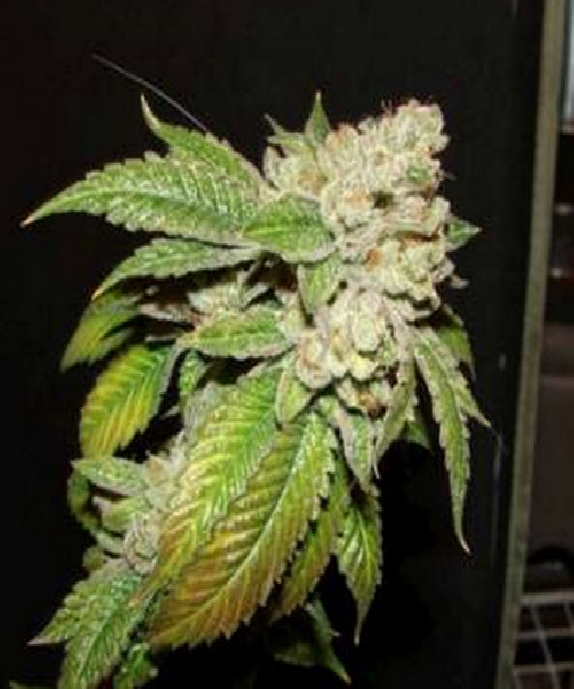 Larry OG Kush Cannabis Seeds
