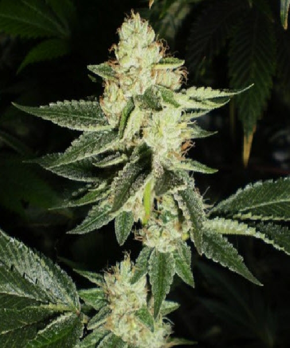Louis XIII OG Cannabis Seeds