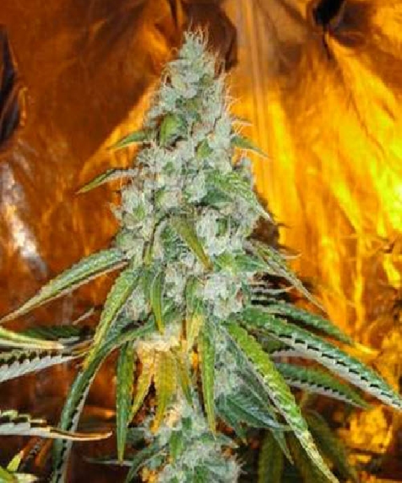 Original Sour Diesel Cannabis Seeds