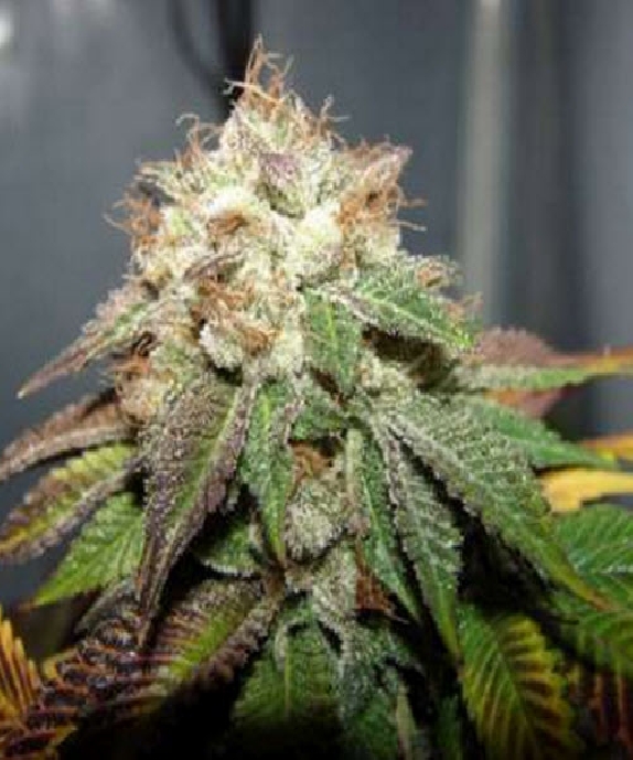 Pre 98 Bubba BX2 Cannabis Seeds